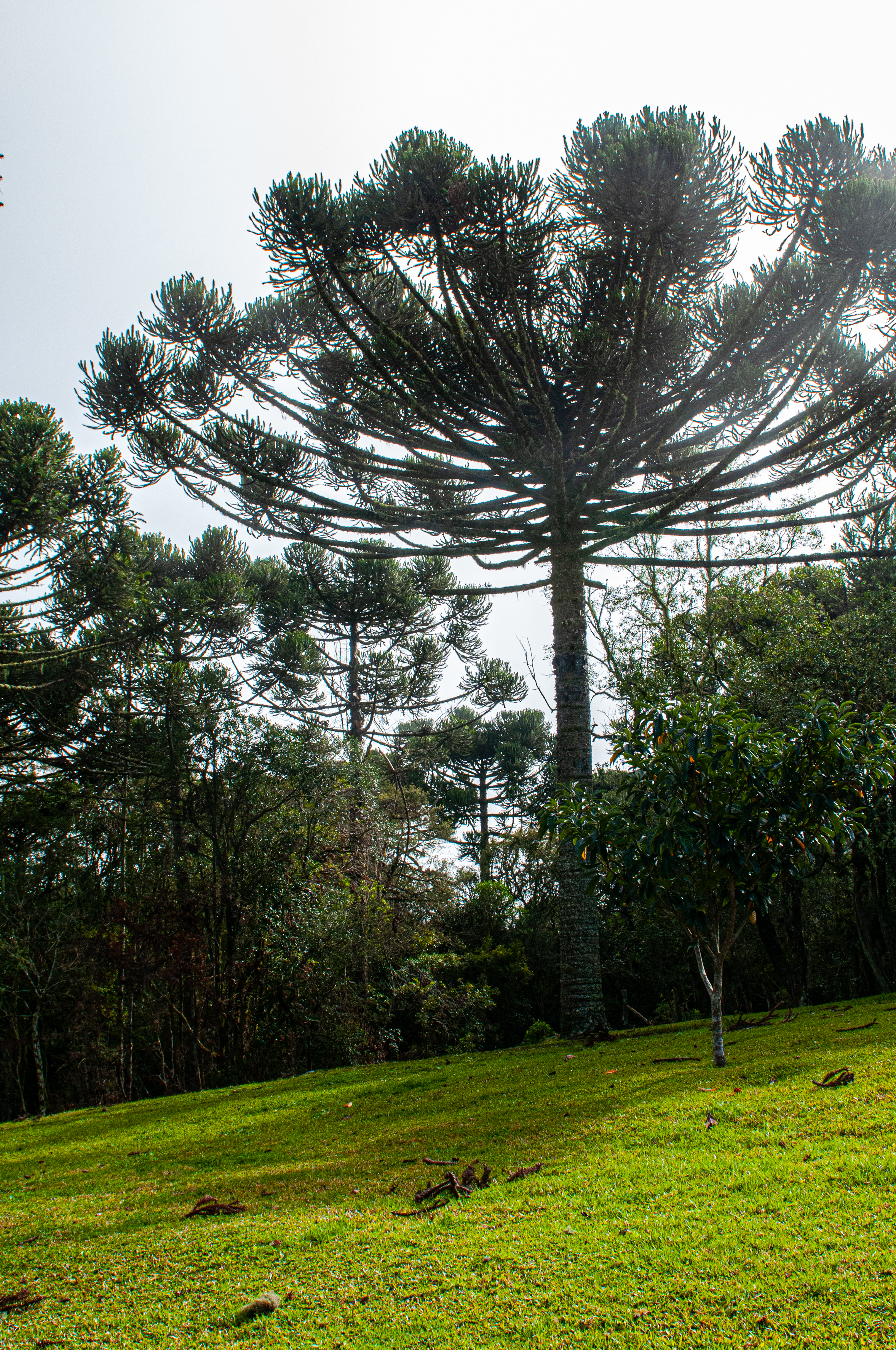 Detalhes da árvore na fazenda
