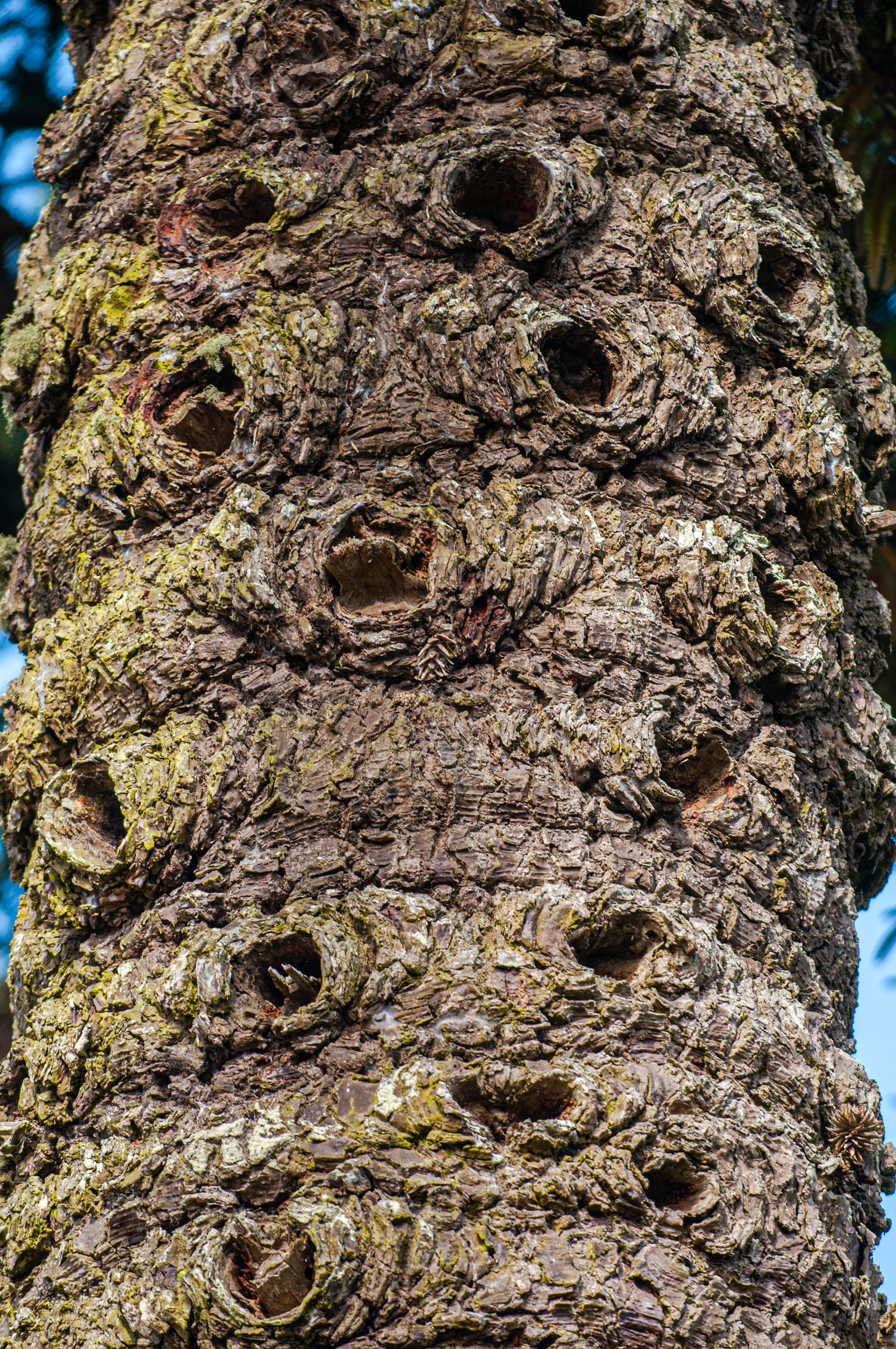 Detalhes tronco de árvore