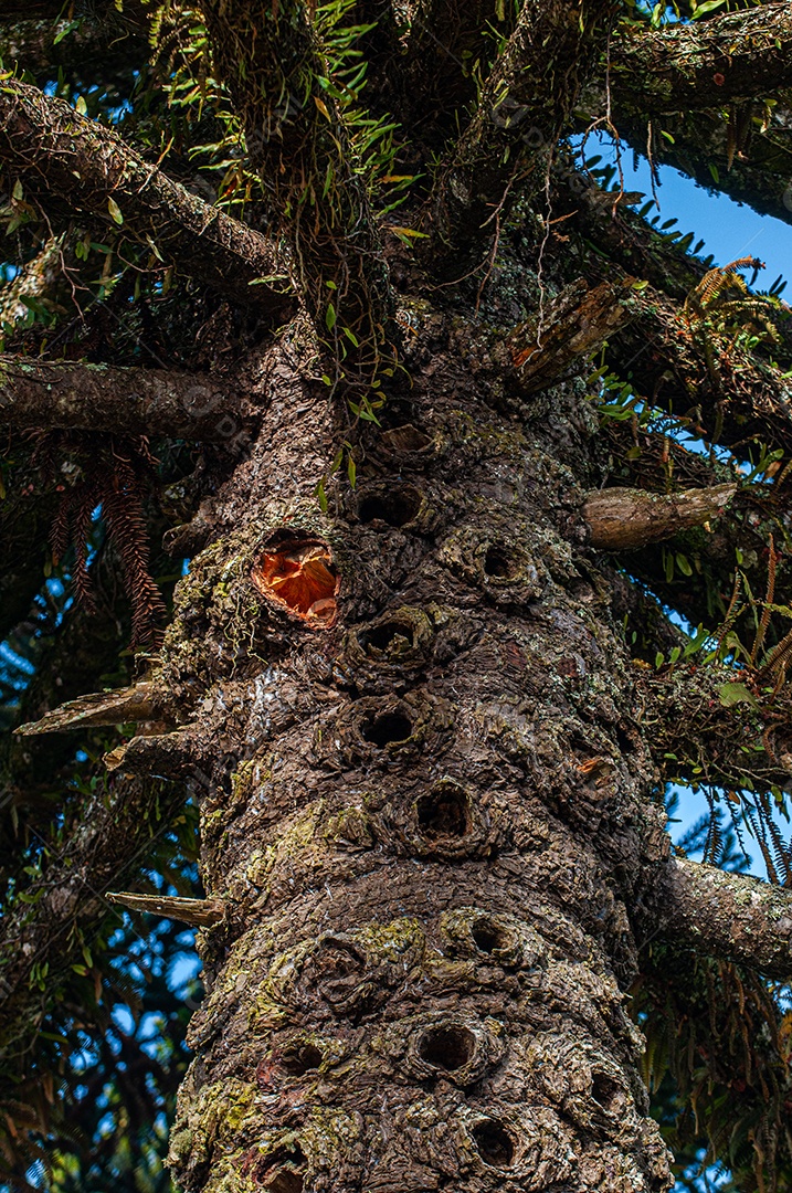 Detalhes do tronco da arvore