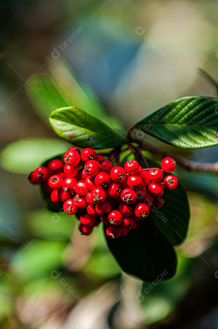 Planta Cotoneaster lacteus
