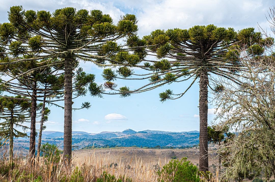 Detalhes das árvores na fazenda