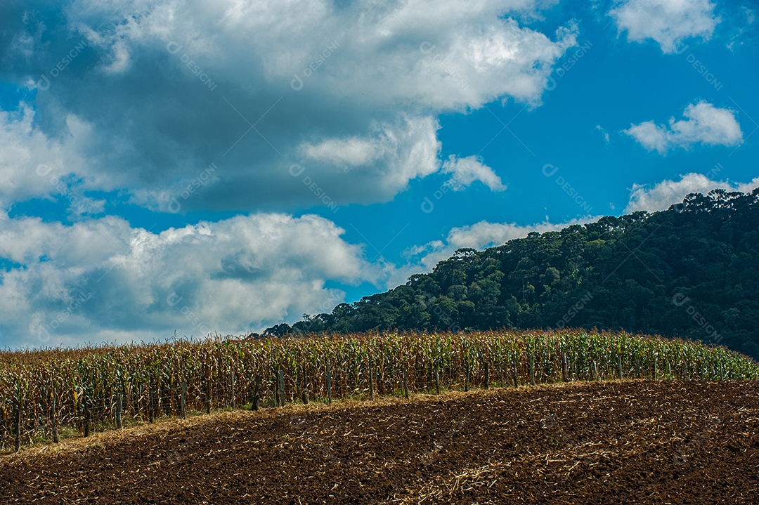 Detalhes do campo da fazenda
