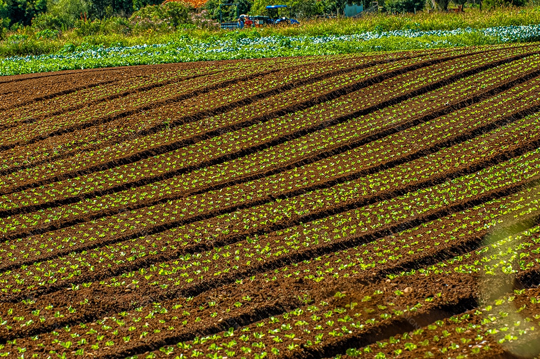 Detalhes das plantações da fazenda