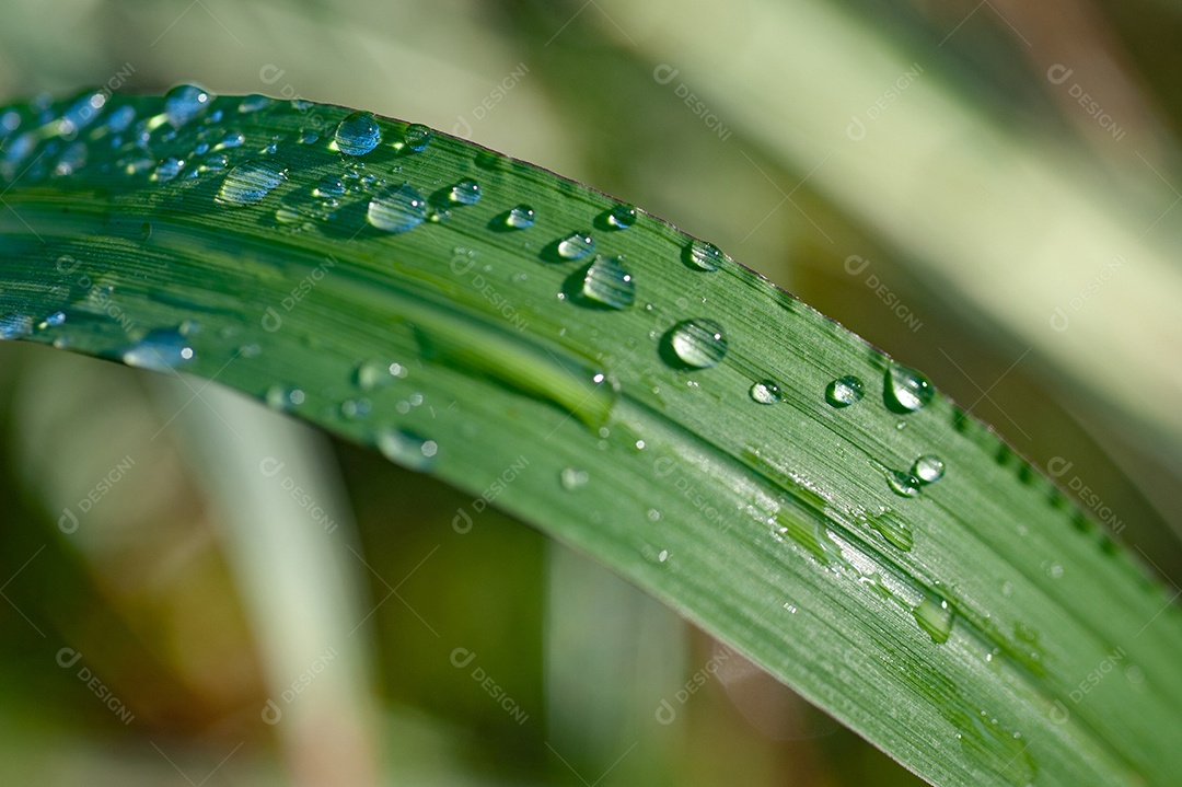 Gotas de água sobre folha de planta