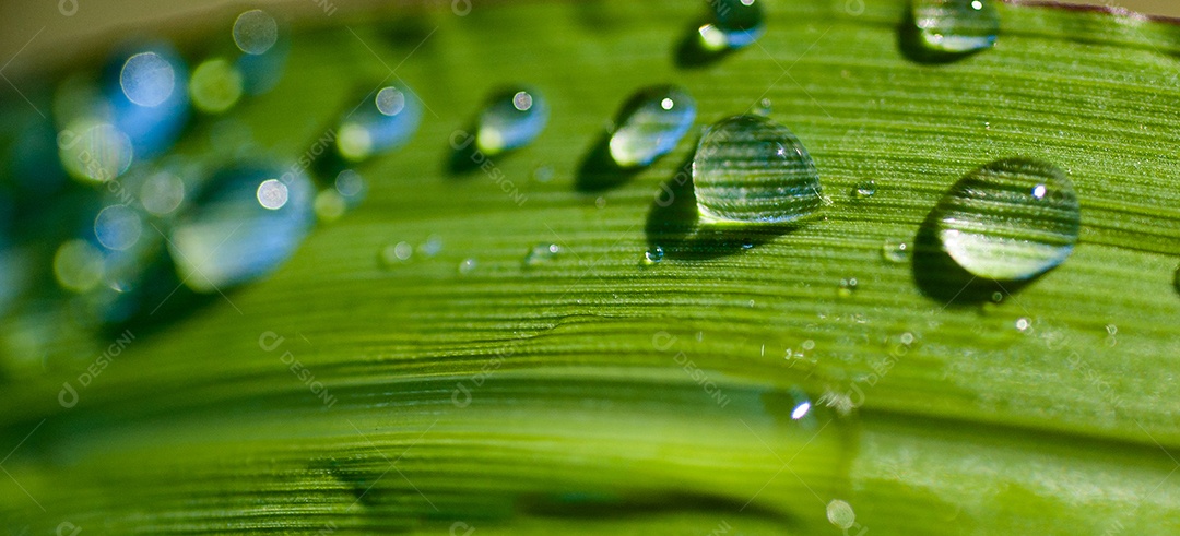 Textura de gotas de água