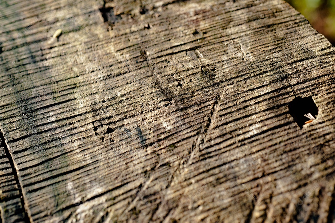 Textura tronco de madeira