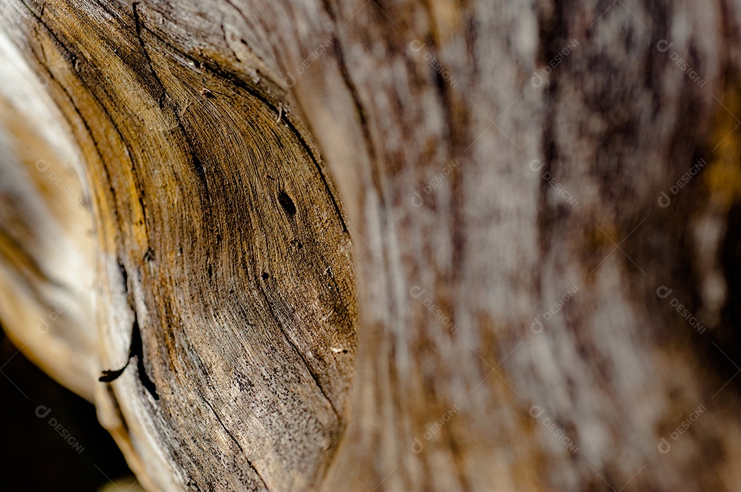 Textura tronco de madeira