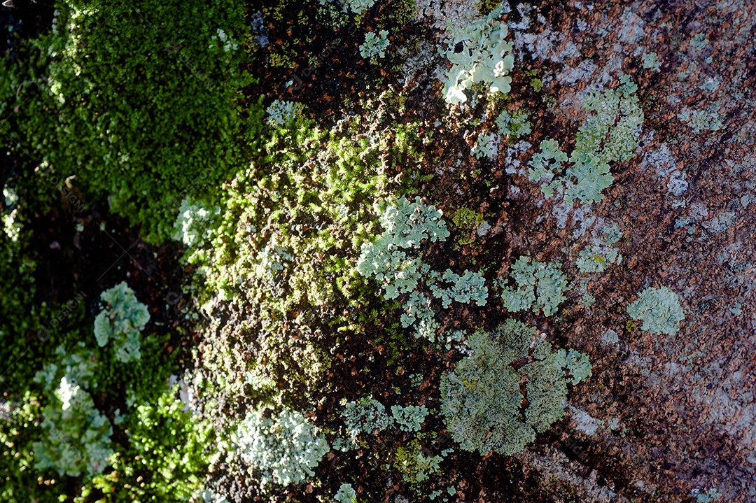 Textura tronco de madeira