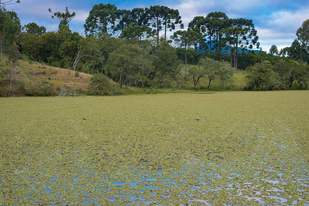 Vista de um lago