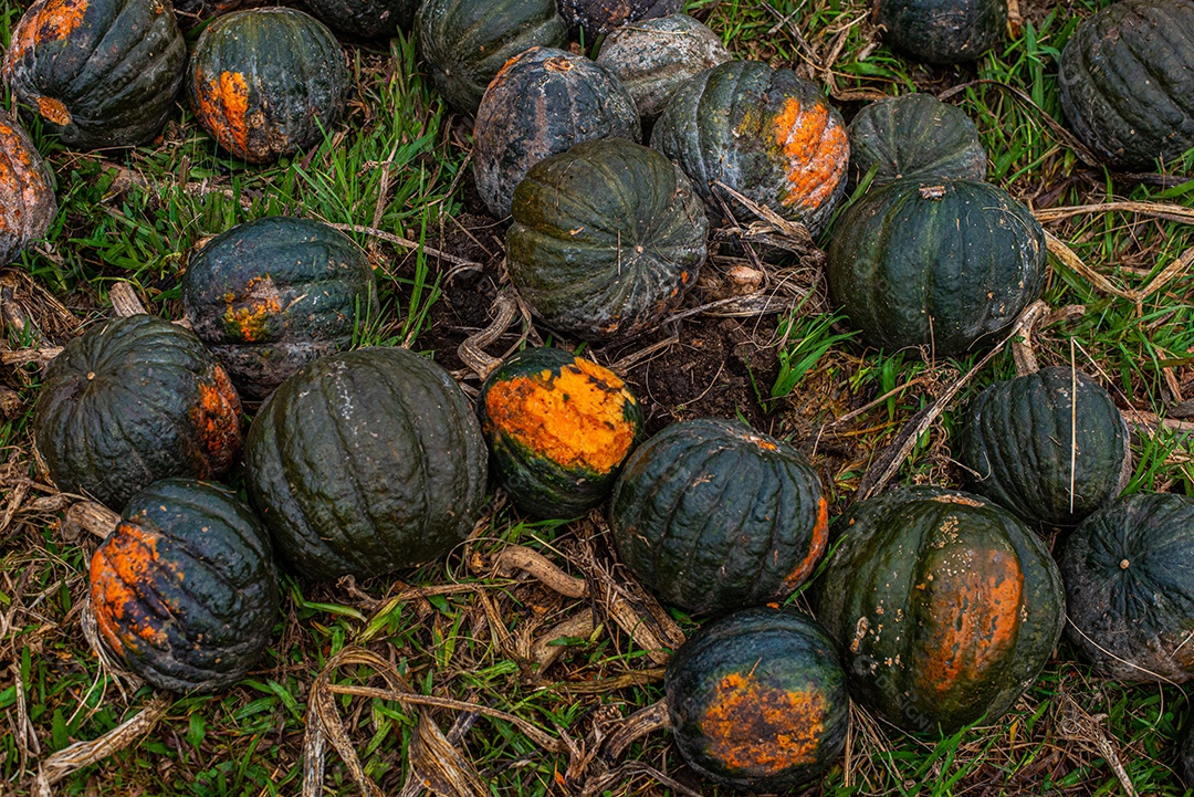 Abóboras maduras colhidas