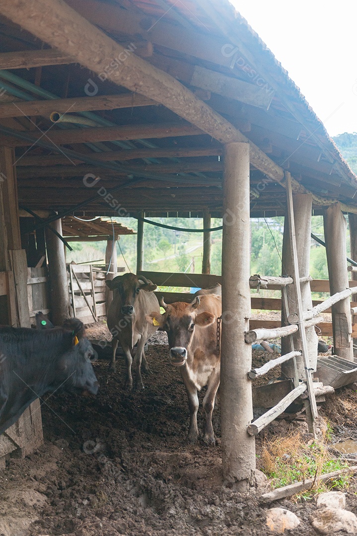 Vista de um curral de vacas