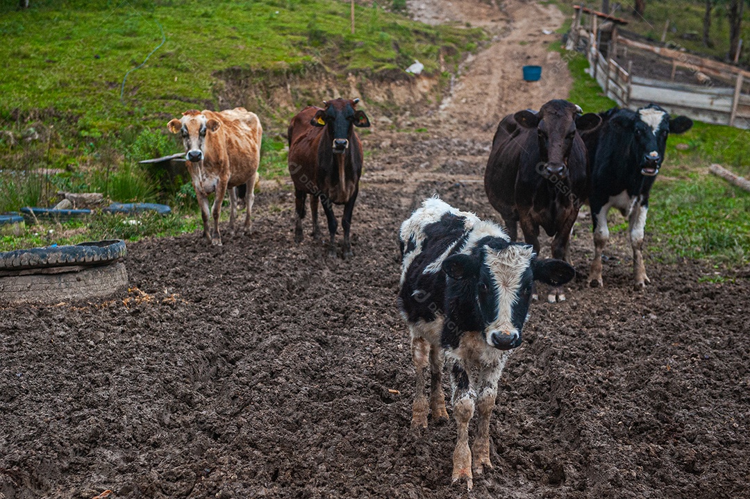Vista de um curral de vacas