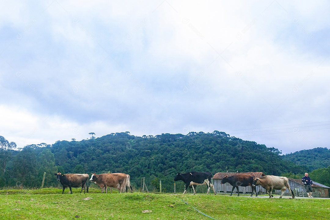 Vacas andando sobre o pasto