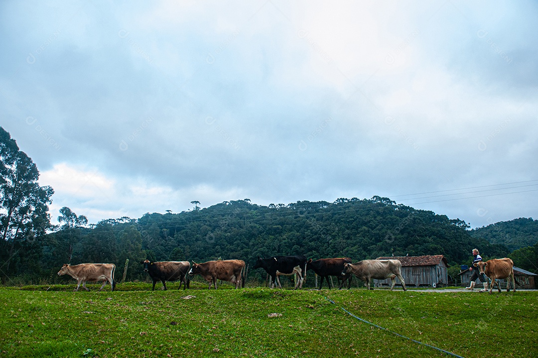 Vacas andando sobre o pasto