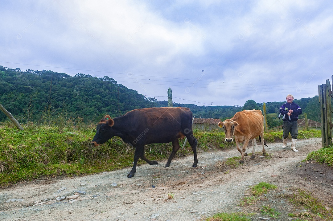 Vacas andando sobre o pasto