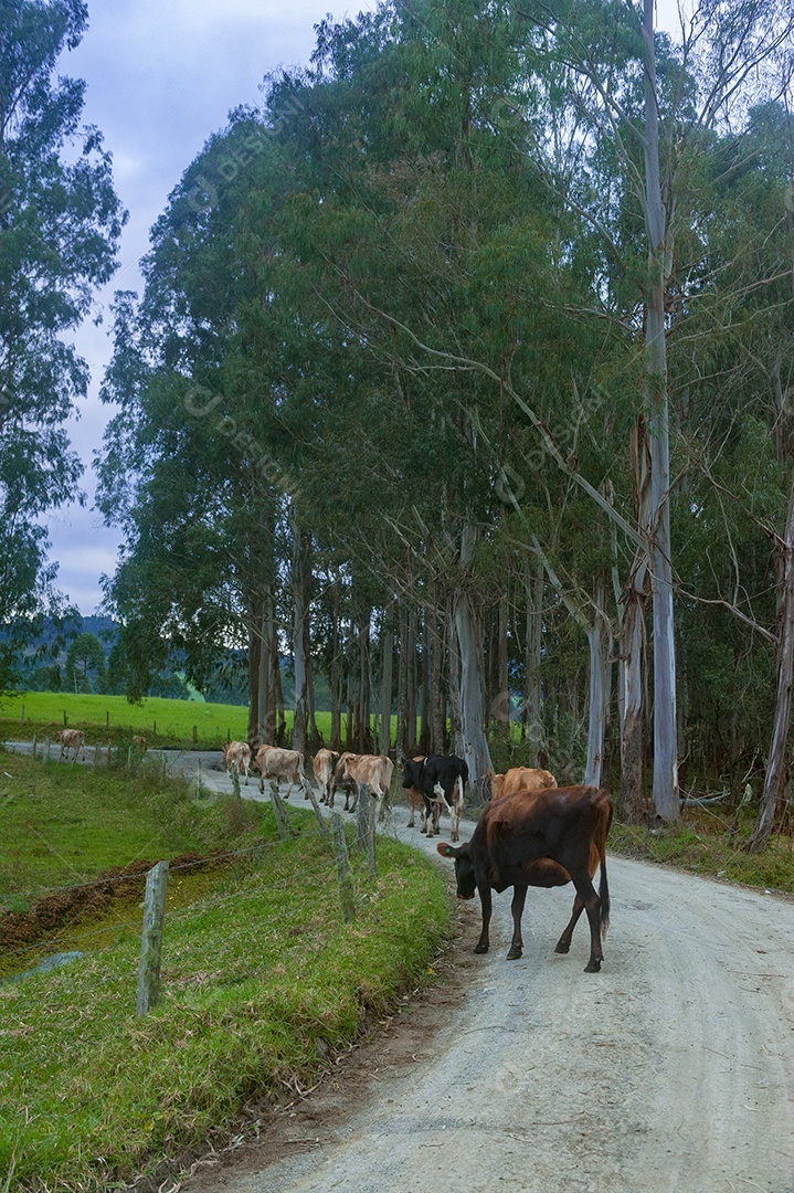 Bovino sobre fazenda