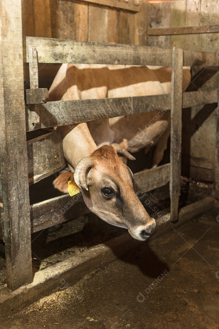 Bovino sobre curral