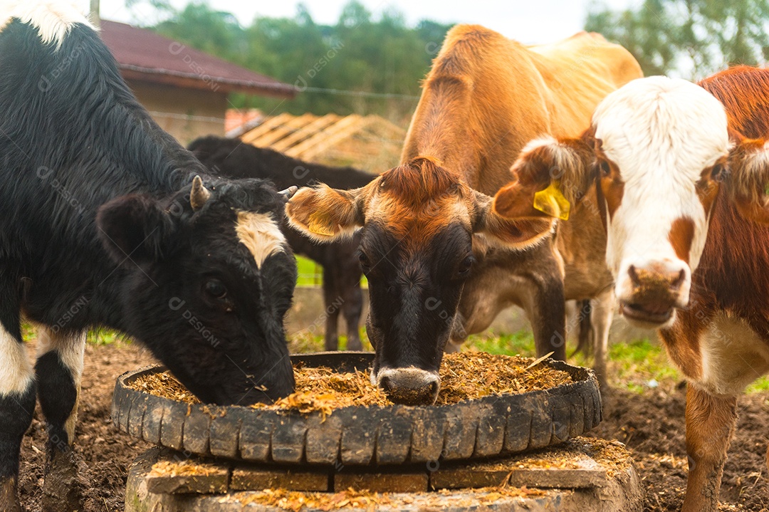 Bovinos se alimentando sobre cochos