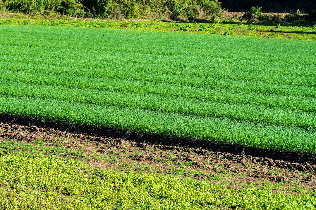 Lindo plantio sobre uma linda paisagem