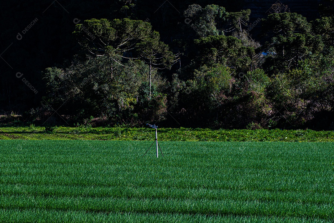 Lindo plantio sobre uma linda paisagem