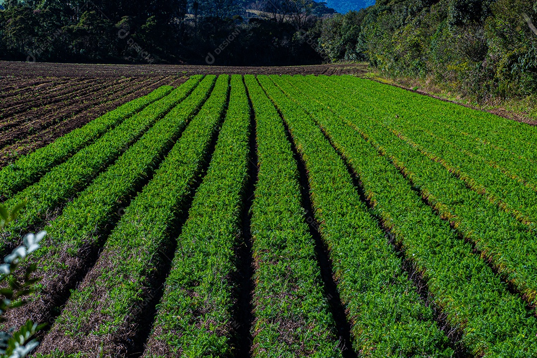Lindo plantio sobre uma linda paisagem