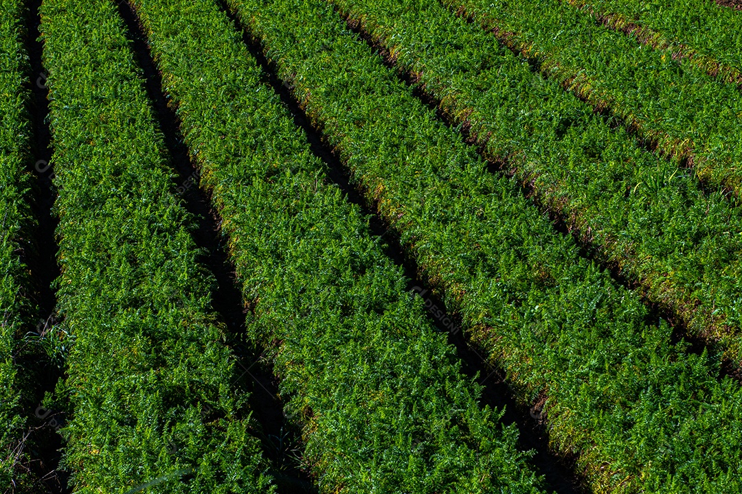 Lindo plantio sobre uma linda paisagem