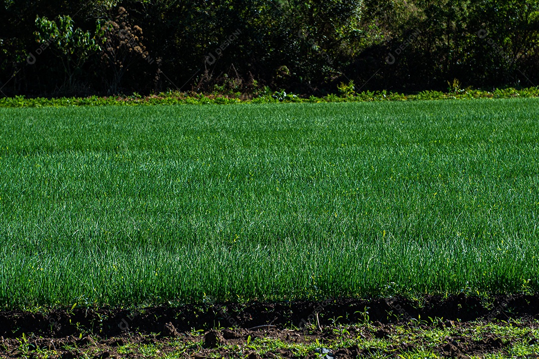 Lindo plantio sobre uma linda paisagem
