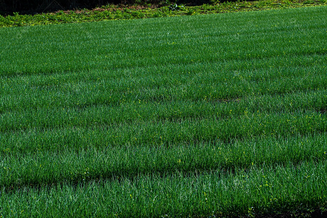 Lindo plantio sobre uma linda paisagem