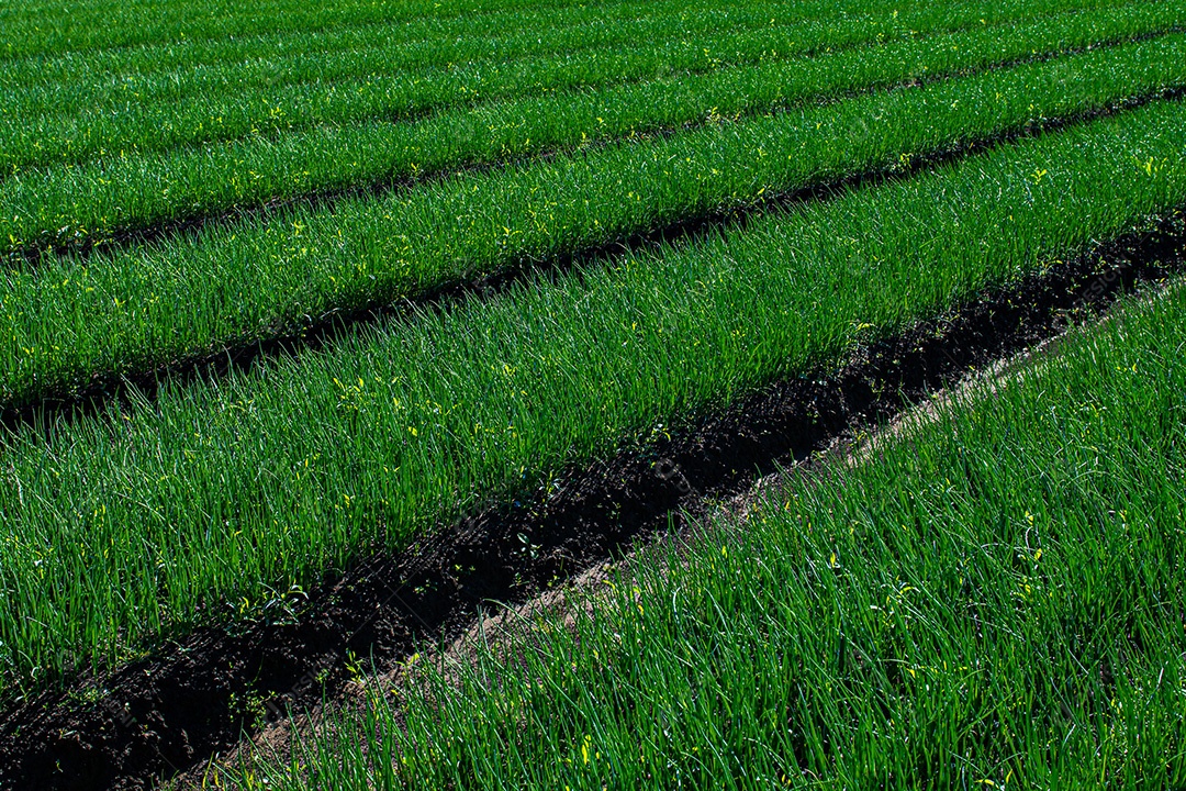 Lindo plantio sobre uma linda paisagem