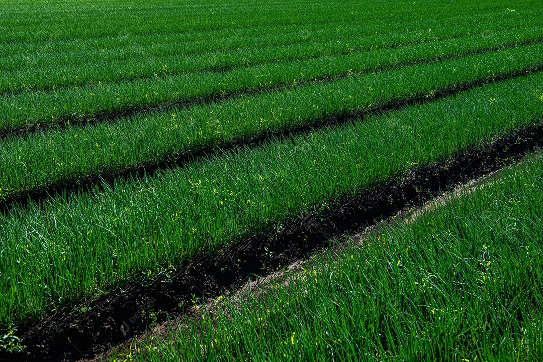 Lindo plantio sobre uma linda paisagem