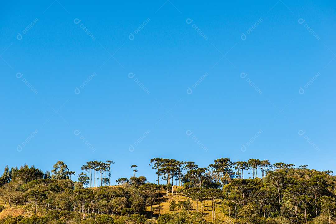 Linda paisagem com arvores sobre floresta