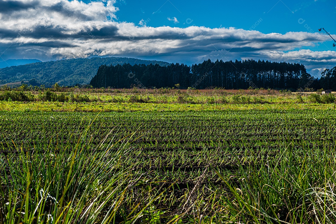 Lindo plantio sobre uma linda paisagem