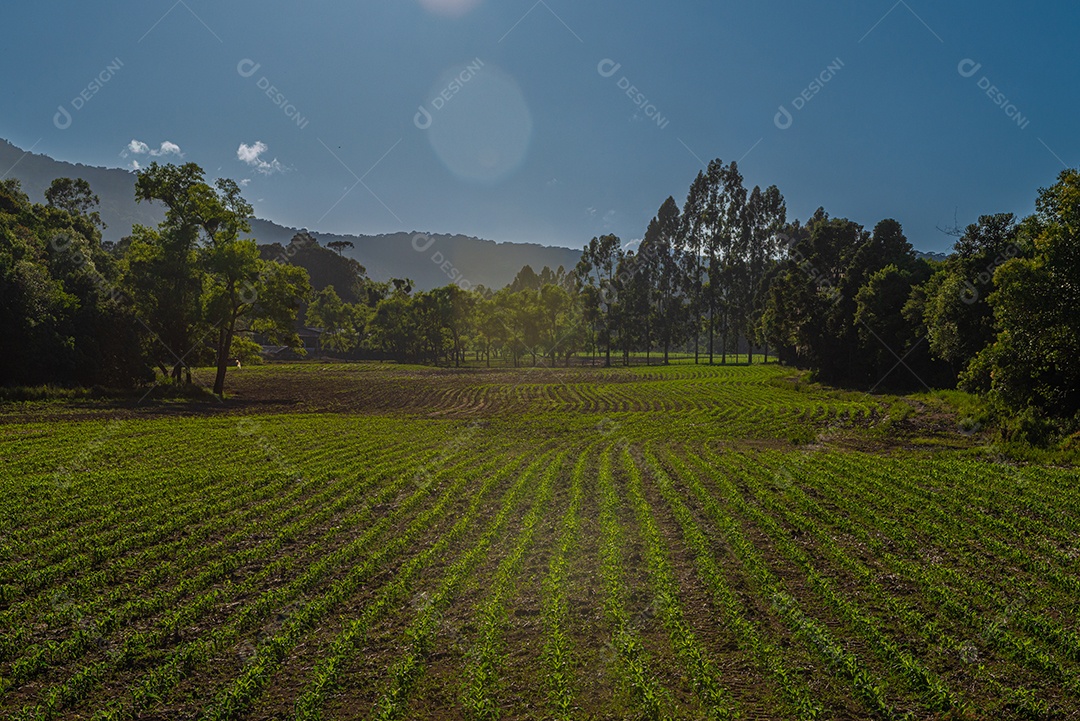 Lindo plantio sobre uma linda paisagem