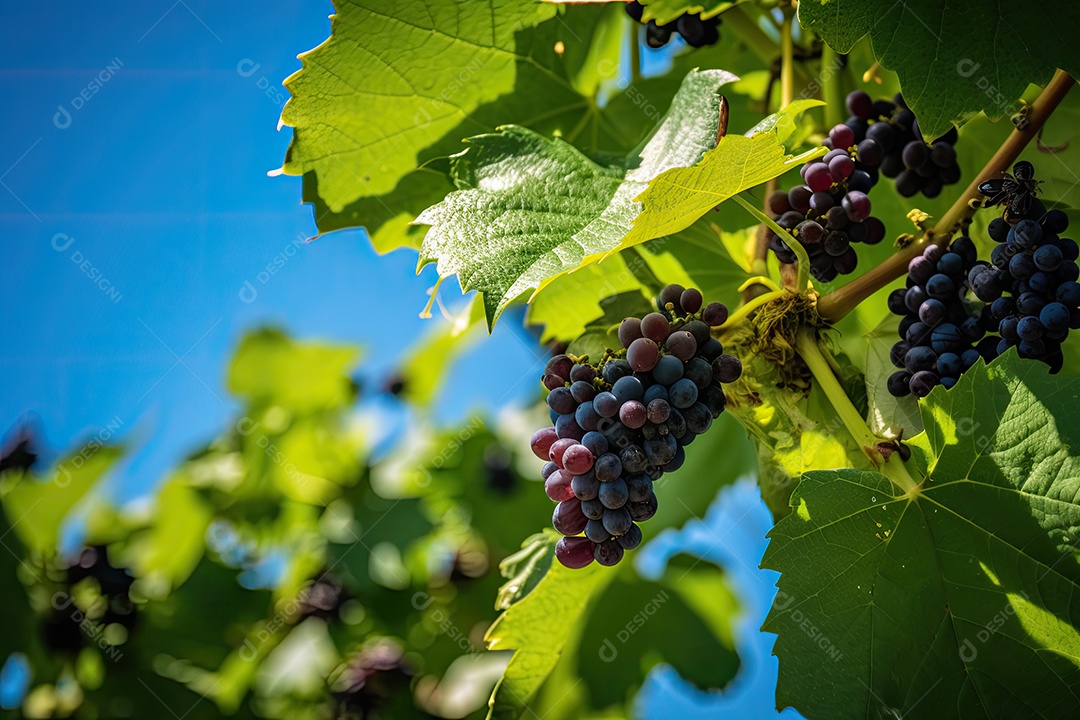Um vinhedo exuberante com suculentas uvas roxas.