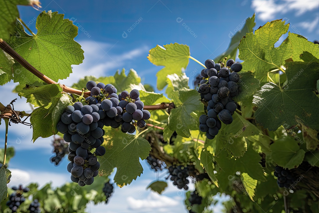 Um vinhedo exuberante com suculentas uvas roxas.