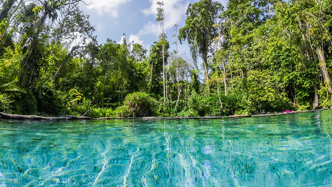 Córrego de superfície de água e floresta