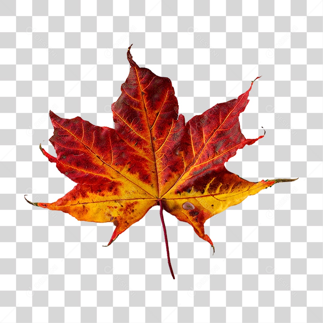 Folha Plátano Vermelha PNG Transparente