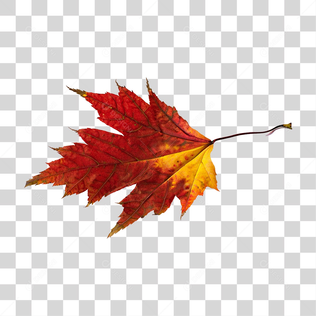 Folha Plátano Vermelha PNG Transparente