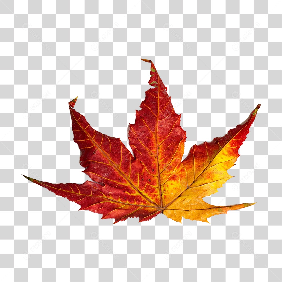 Folha Plátano Vermelha PNG Transparente