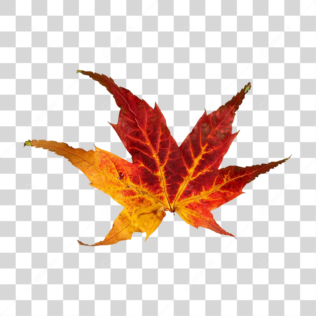 Folha Plátano Vermelha PNG Transparente