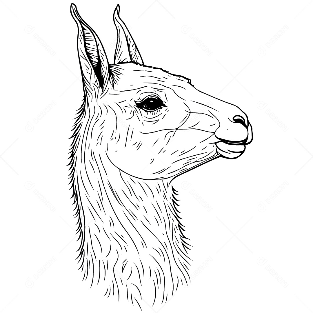Desenho De Lhama Vetor EPS