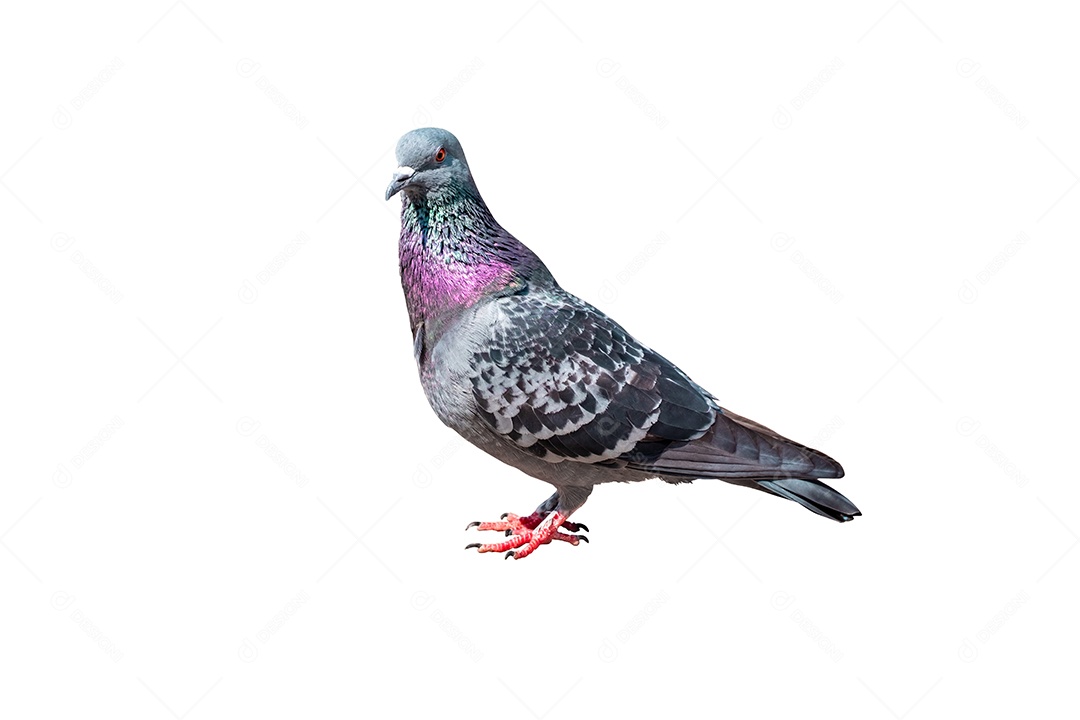Vista frontal de corpo inteiro de pássaro pombo isolado em fundo branco