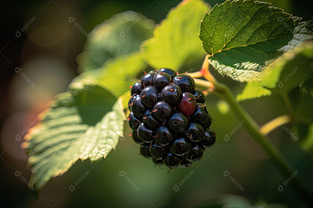 Amora madura e suculenta, destaca-se na folhagem verde.