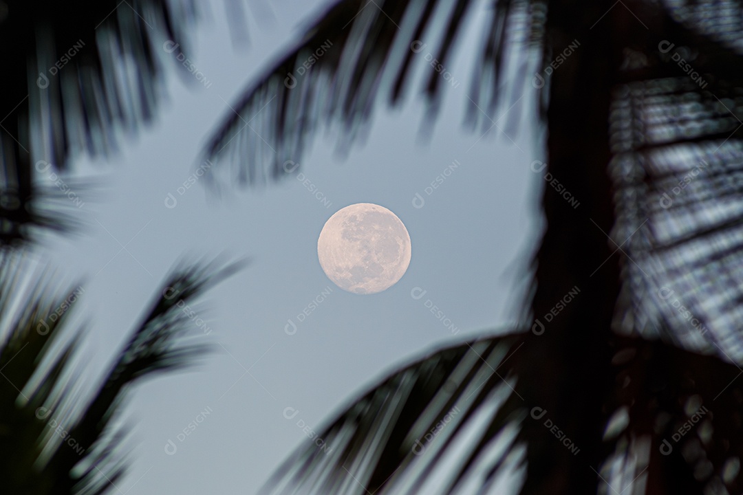 lua cheia entre as folhas de palmeira pela manhã no Rio de Janeiro