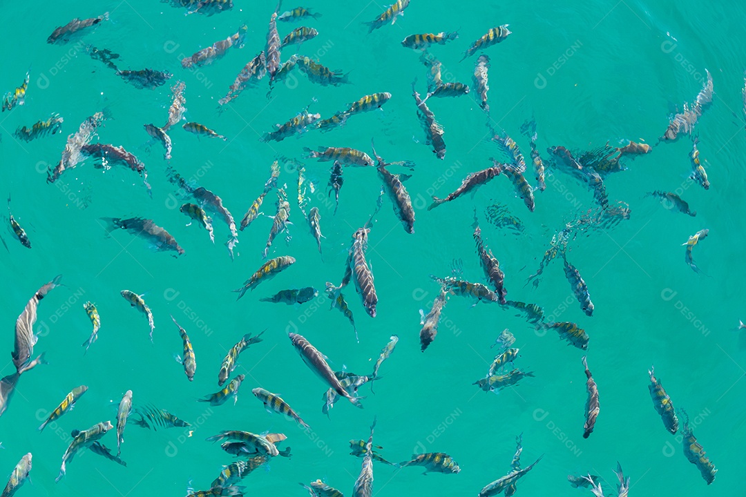 pescar na lagoa azul da Ilha Grande em Angra dos Reis no Rio de Janeiro