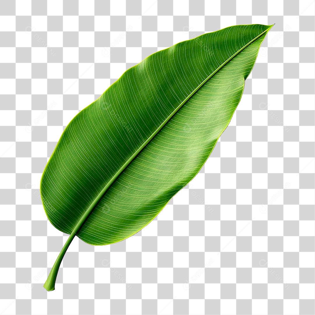 Folhas Verdes PNG Transparente