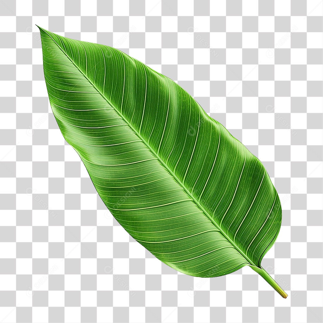 Folhas Verdes PNG Transparente