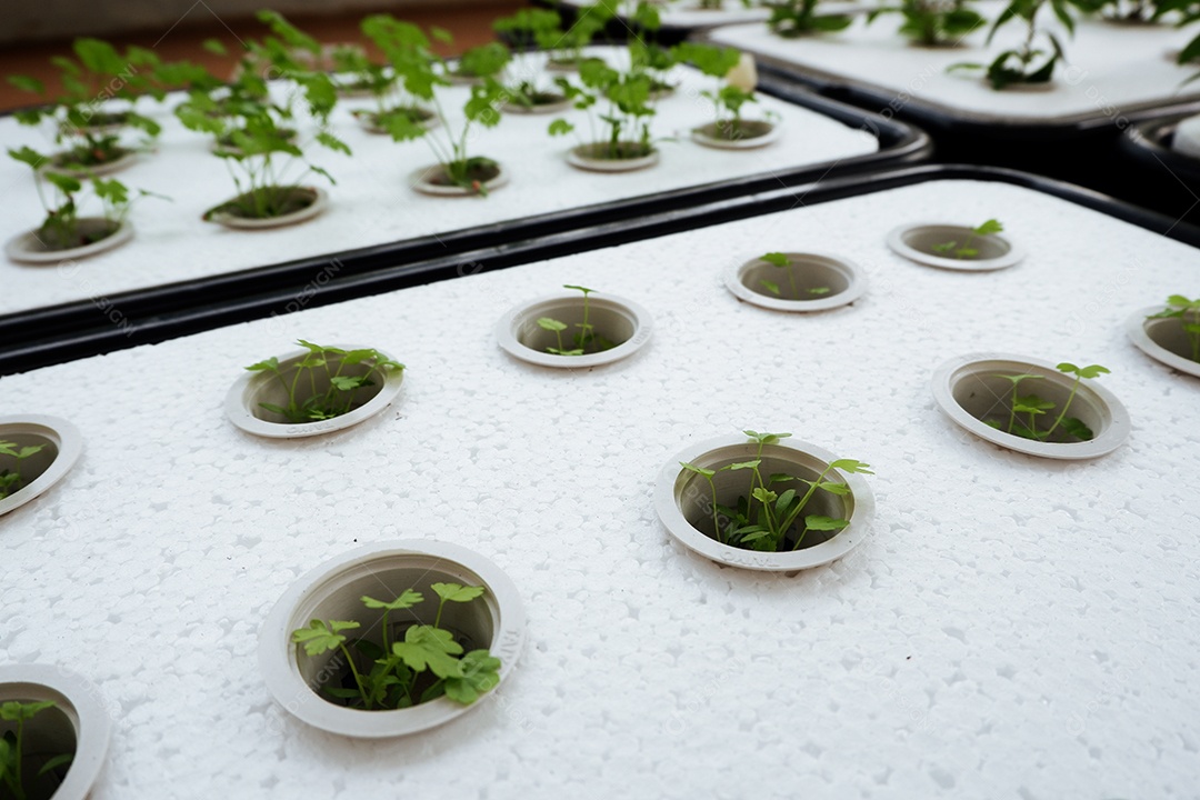 Cultivo de vegetais hidropônicos com folhas de espuma