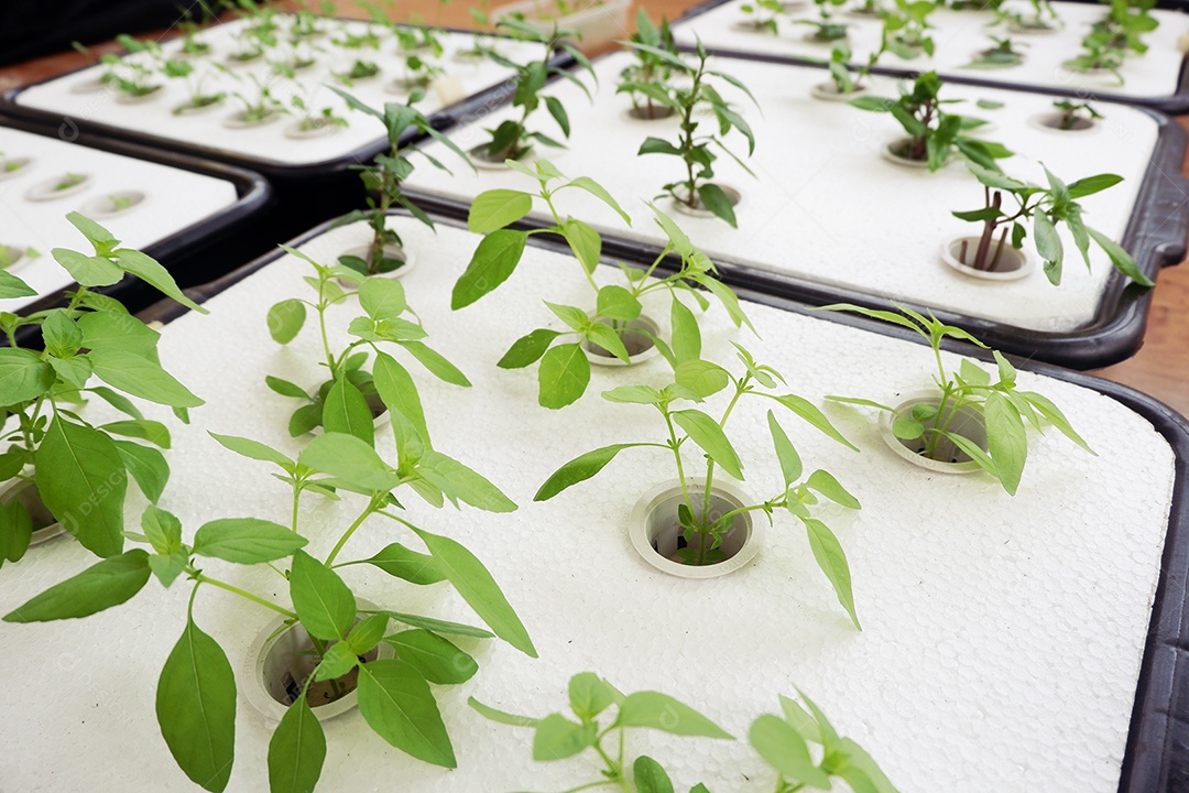 Cultivo de vegetais hidropônicos com folhas de espuma