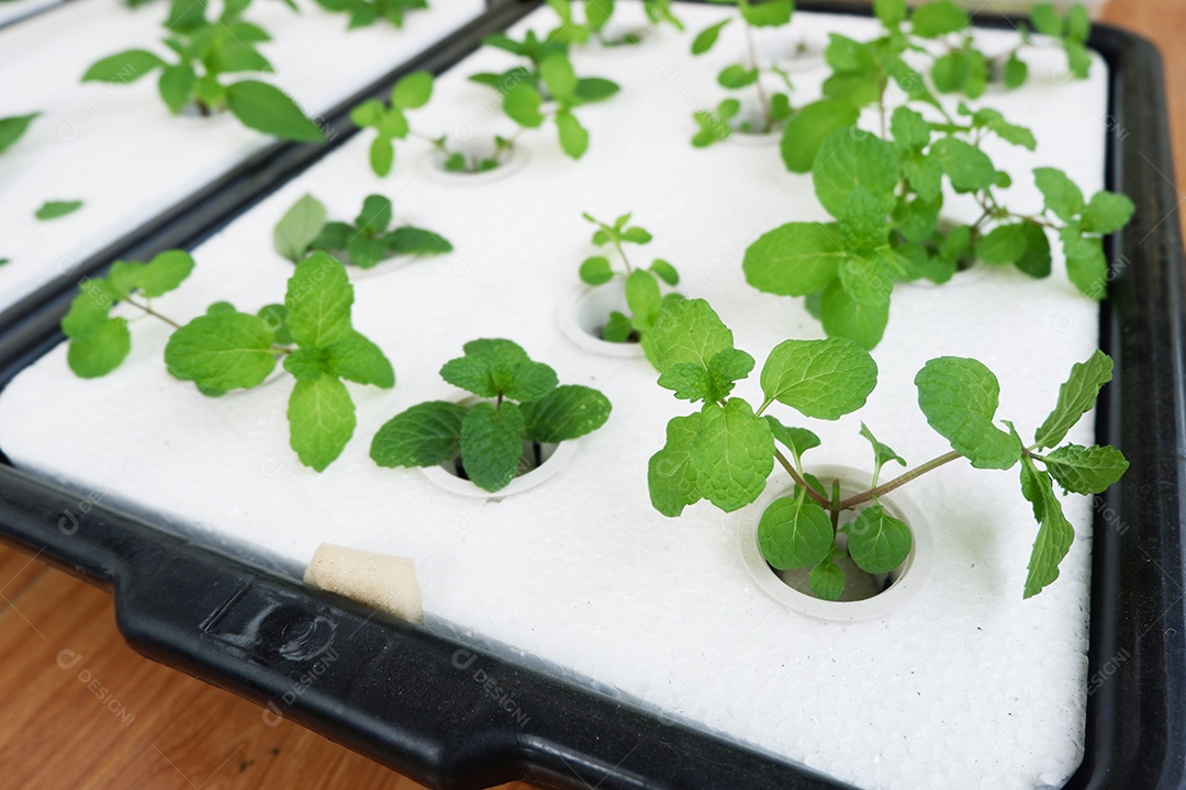 Cultivo de vegetais hidropônicos com folhas de espuma